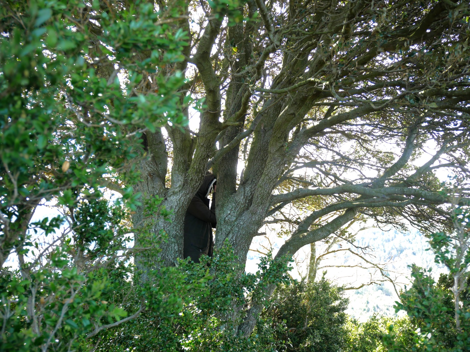 Forest Image